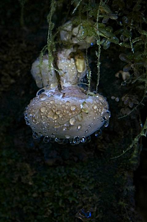 Hanging mushroom and dew; Quinault Rainforest