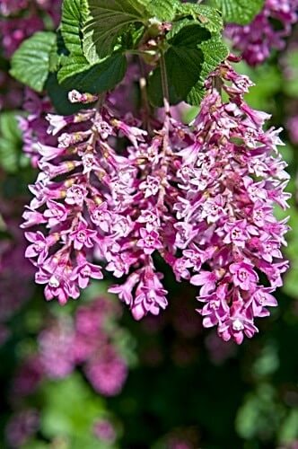 Red Flowering Currant trilogy