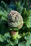 Rhubarb bud