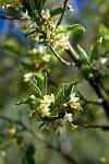 Goumi berry blossom