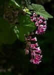 Red Flowering Currant