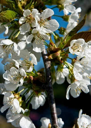 Cherry blossoms