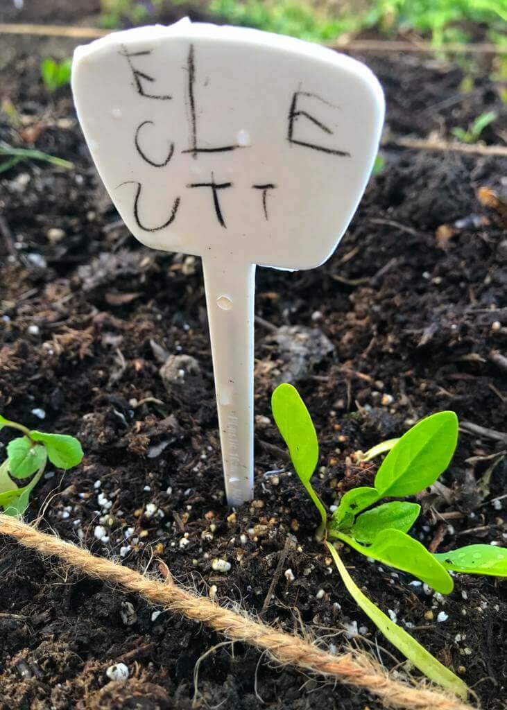 April: Time to plant lettuce. Sign in garden created by 4-year old