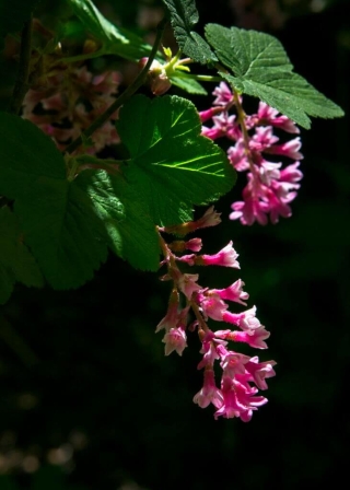 Exquisite Red Flowering Currants - they almost glow in the dark