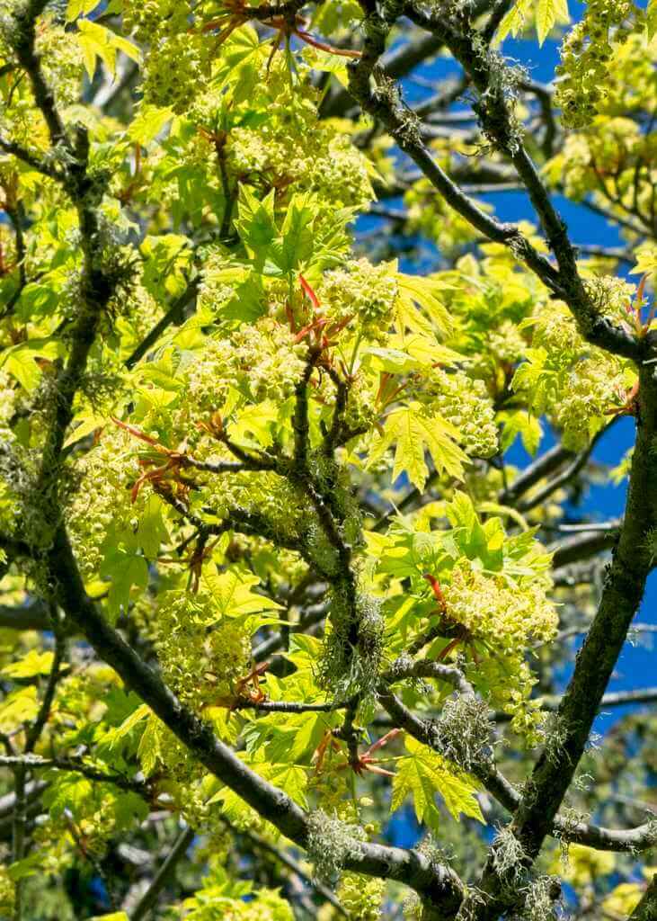 April Vine Maples are full of pollen