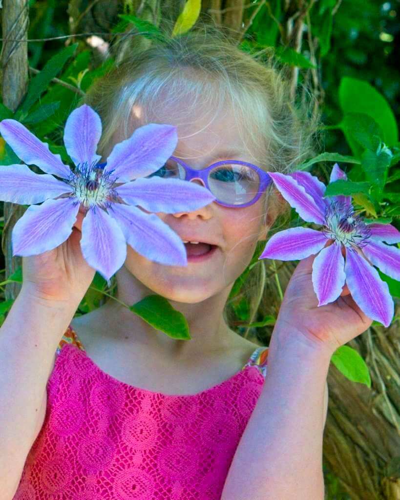 Clematis flowers - so exotic! My granddaughter loves them.