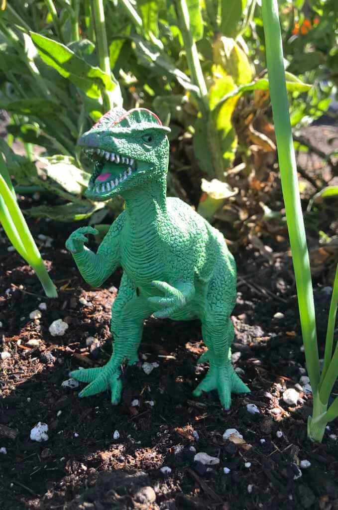 T-Rex on pest patrol in the Pea Patch garden