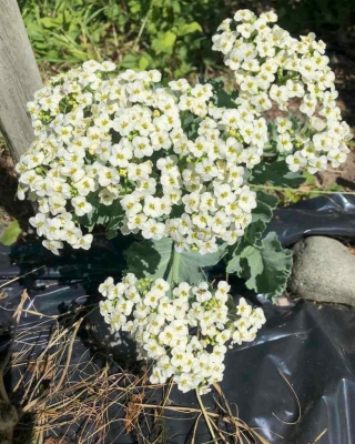 Sea Kale flowers (Crambe maritima)