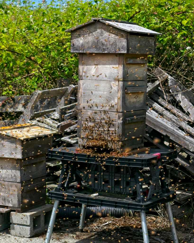 Bee Swarm at Barbolian Fields in June