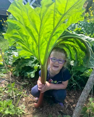 Very large rhubarb leaf used as an umbrella