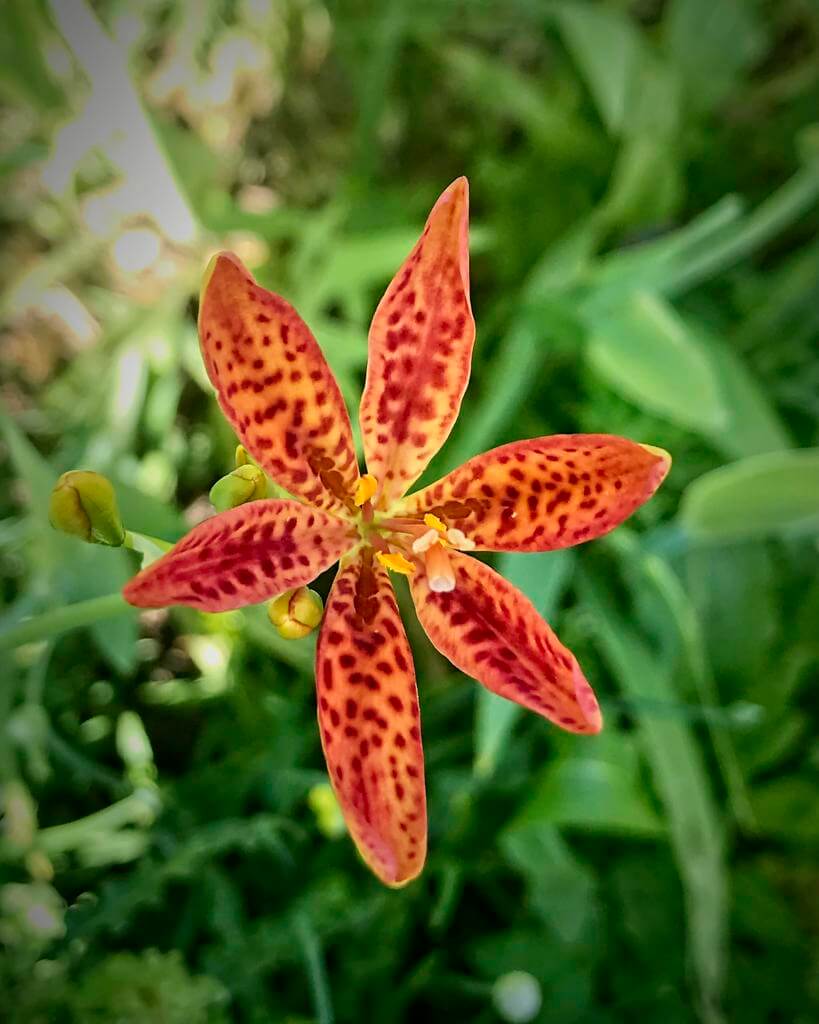 Chinese Blackberry Lily, aka Leopard Lily: Belamcanda chinensis