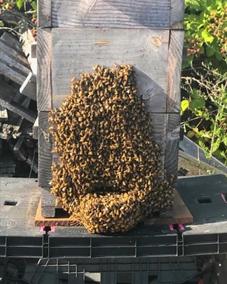 Bees &quot;bearding&quot; outside the hive
