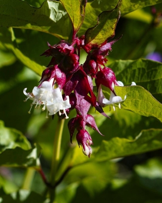 Himalayan Honeysuckle, Treacle Tree, Flowering Nutmeg (Leycesteria formosa)