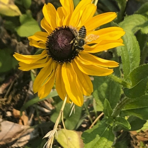 08_bee on black-eyed susan Bee on Black-eyed Susan