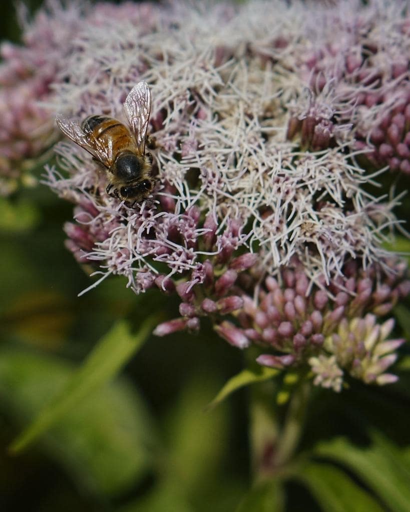 Honey bee on boneset (Eupatorium spp)