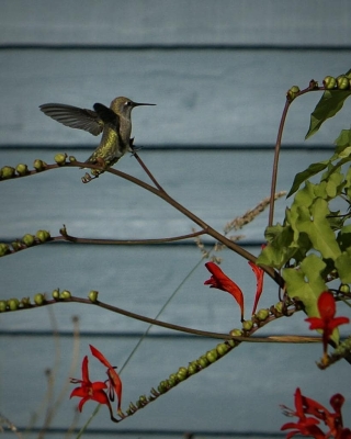 Hummingbird landing on Crocosmia