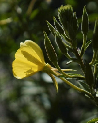 Spider inside evening primrose