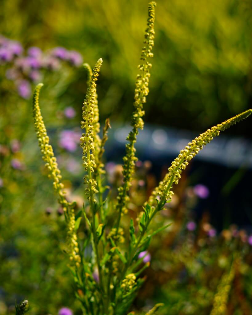 Weld (Reseda luteola), my best dye plant for yellow