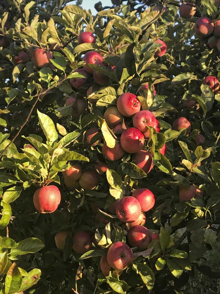 Apple harvest time - a bumper year!