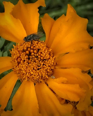 Bee on Marigold