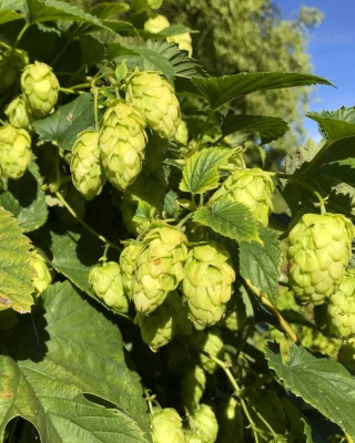 Hops! 