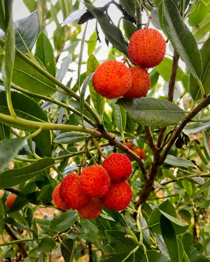 Arbutus unedo / strawberry tree fruits