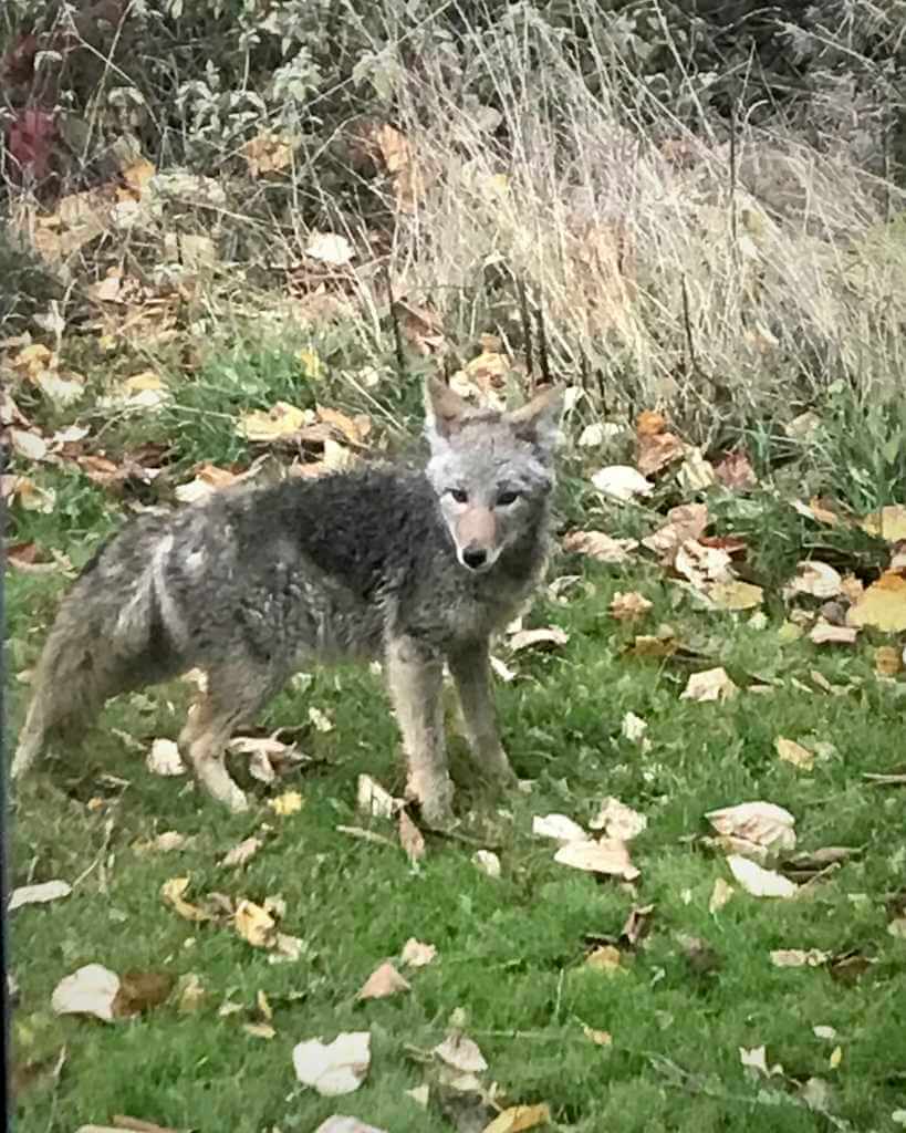 Young coyote in the front yard
