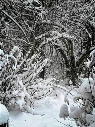 Snowy path to willow room