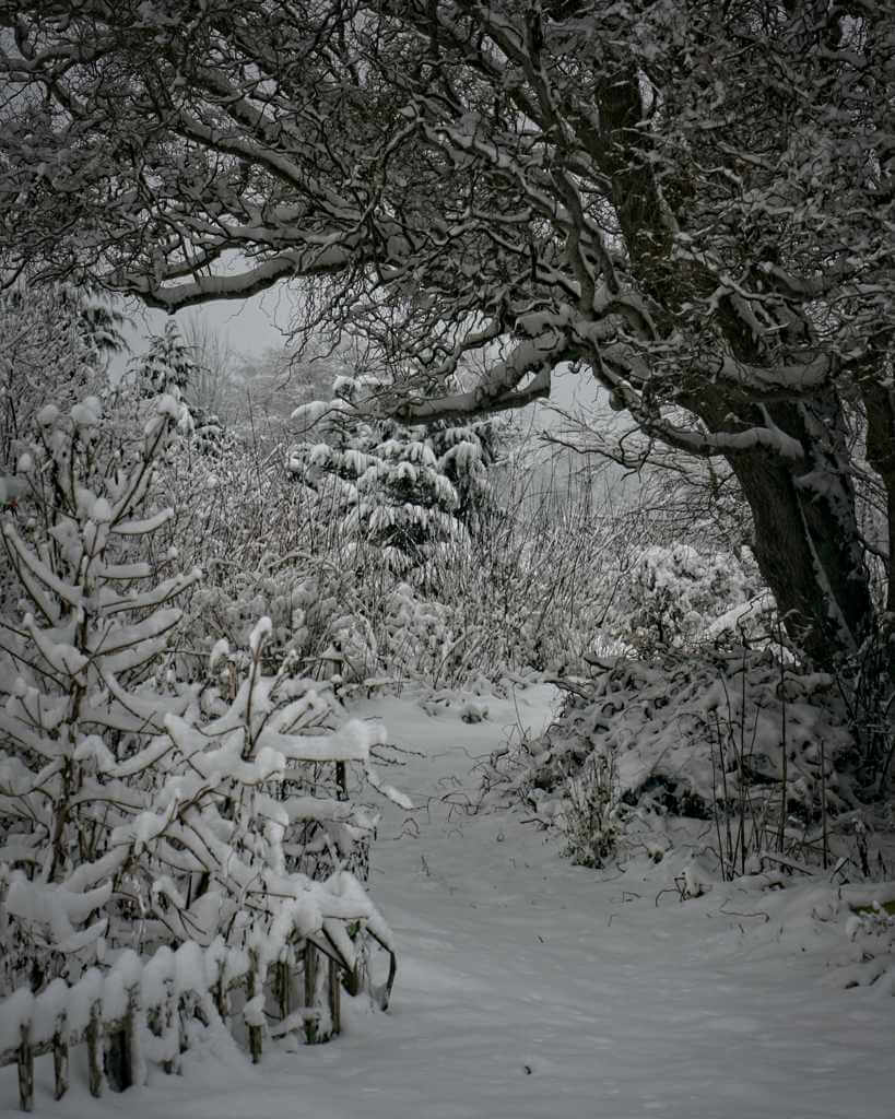 Snowy path under corkscrew willow