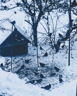 Backyard birds in snow gather around the bird feeder