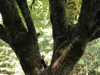 Big Vine Maple; small child