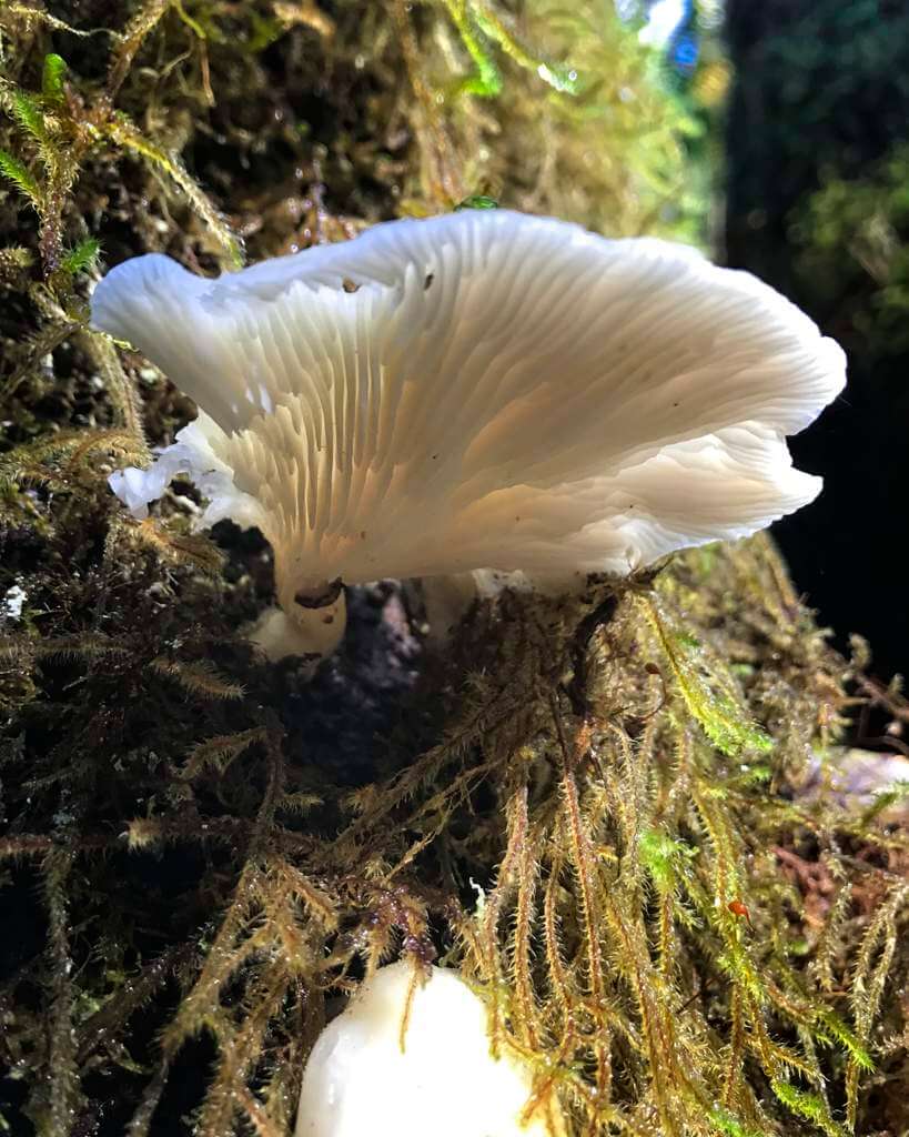 Angel Wing Mushroom