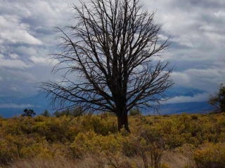 Lone dead tree still standing