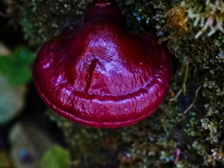 Reishi Mushroom