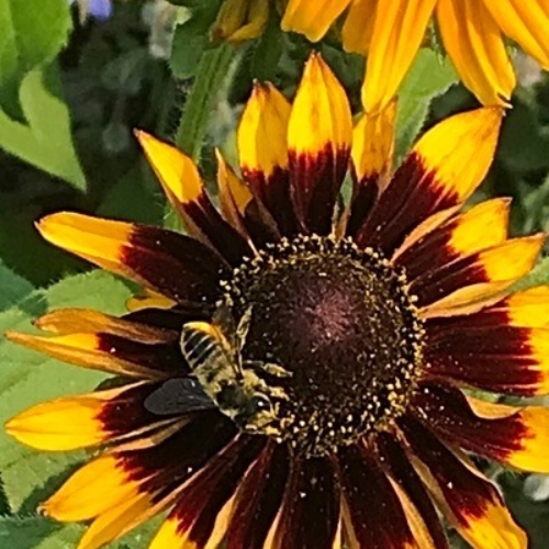 bee on black-eyed susan Bee on a Black-eyed Susan flower