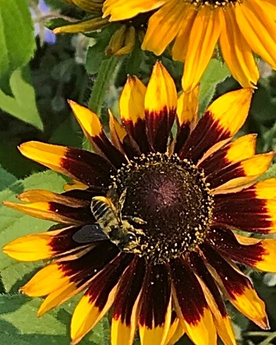 Bee on a Black-eyed Susan flower