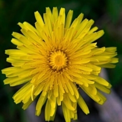 Dandelion Dandelion flower sunburst
