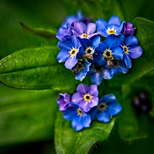 Tiny blue Forget-Me-Nots