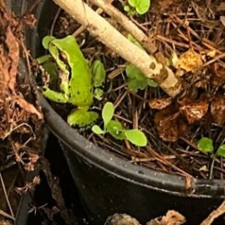 Frog Frog in a flower pot