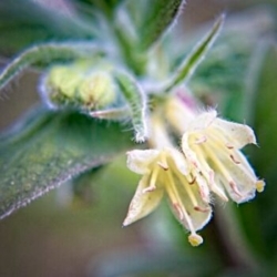 Honeyberry Honeyberry, Lonicera spp.