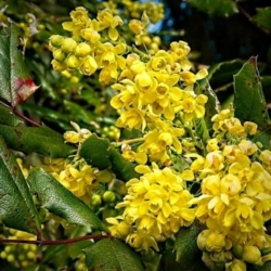 Mahonia Oregon Grape flowers Mahonia, aka Oregon Grape flowers