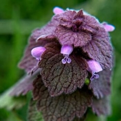 Purple deadnettle Purple Deadnettle