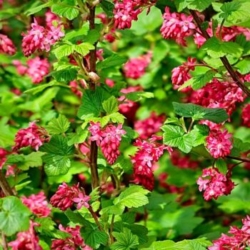 Red Flowering Currant Flowers Red Flowering Currant Flowers