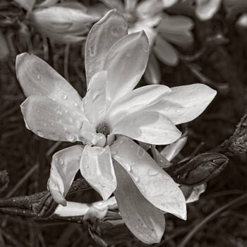 Star Magnolia after a rain