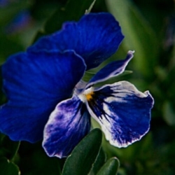 Viola Sweet purple violets in spring!