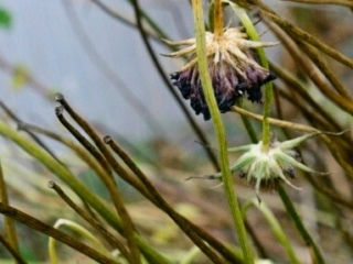 Scabiosa Seedheads