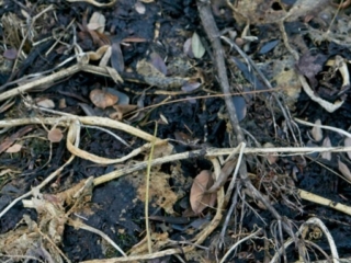 Winter Garden Debris