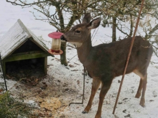 Hungry yearling deer Hungry yearling deer at the bird feeder