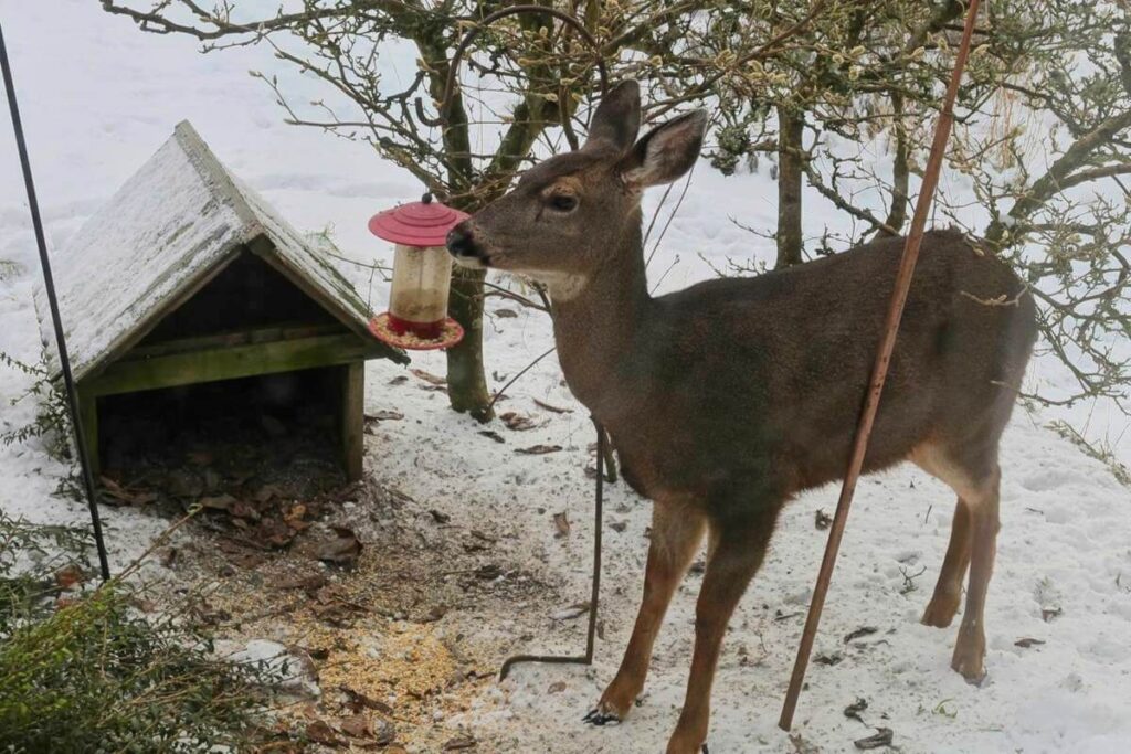 Hungry yearling deer at the bird feeder