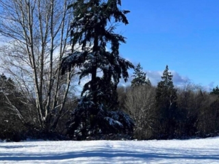Long shadows_stark contrast Stark contrast, bright blue sky, long shadows across white snow